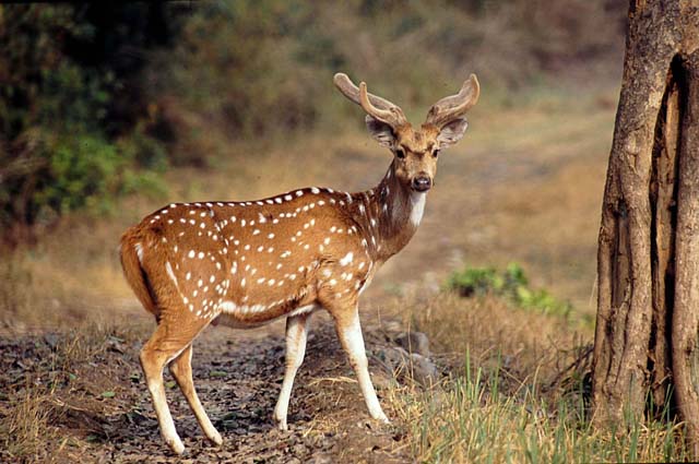Spotted deer